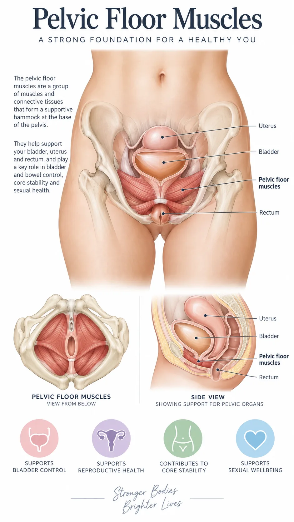 Simple anatomical illustration showing pelvic floor muscles in a female body, clean medical diagram style, soft colors, educational healthcare visual, white background